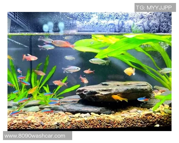 排球新手必看：轻松掌握团队协作技巧的全面指南